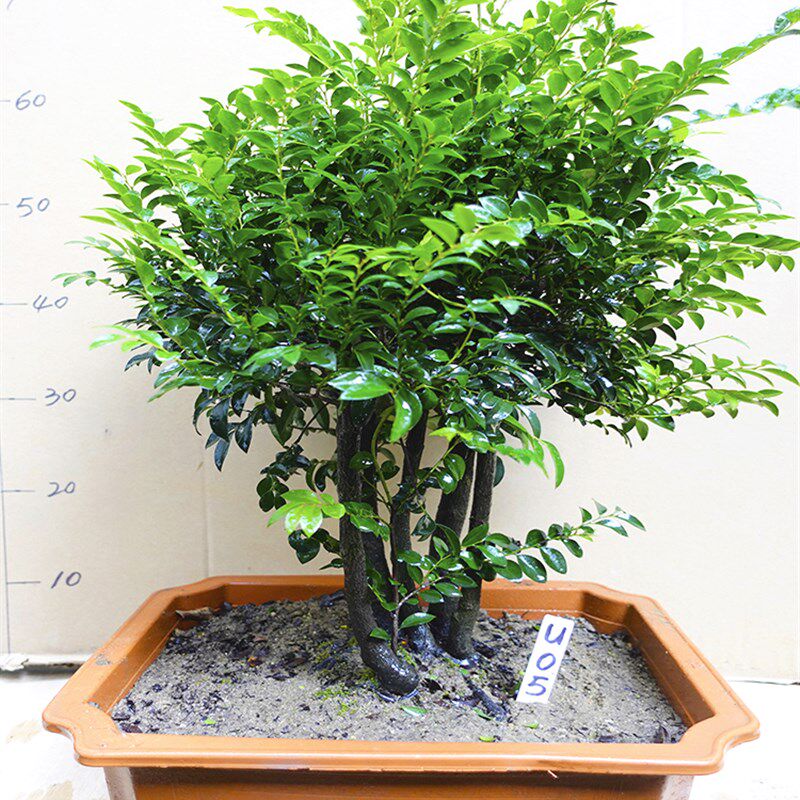 叶紫檀盆景树桩名贵花卉绿植植物盆栽花木常青