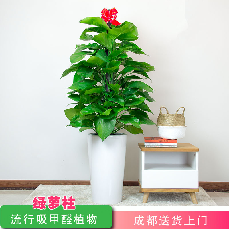 绿萝盆栽室内室花卉室内花观花植物叶吸甲醛成都绿植
