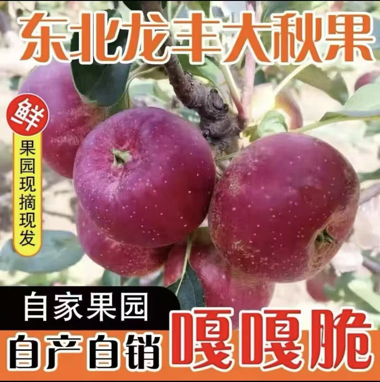 东北特产龙丰果正宗大秋果沙果酸甜脆小苹果孕妇水果非海棠果包邮图片