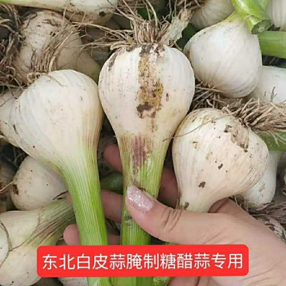 东北白皮新蒜湿蒜嫩蒜腌糖醋蒜新鲜大蒜头青蒜现拔现发2026年鲜蒜