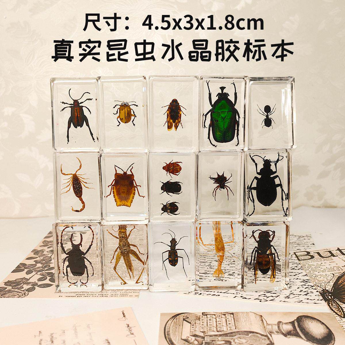 真实树脂昆虫标本真虫甲虫蜘蛛锹甲天牛蝎子蜈蚣螃蟹螳螂标本摆件
