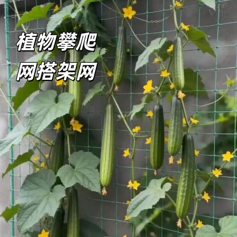 爬藤网丝瓜豆角攀爬网百香果吊瓜黄瓜苦瓜葡萄瓜果庭院用品种植网