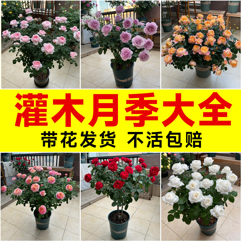 灌木月季全果汁阳台盆栽红果汁月季特花粉龙沙宝石室内四季开