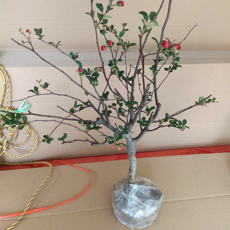 海棠花苗盆景重瓣海棠花苗花卉盆栽盆景桩室内外绿植物阳台