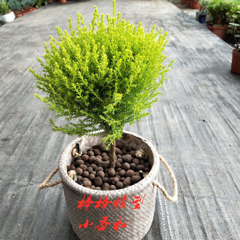 松盆栽室内棒棒糖圣诞小松树香冠柏皮球松绿植四季常绿