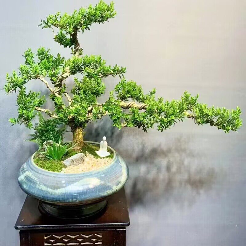 黄杨老桩盆景树苗雀舌皱皮造型小叶盆栽绿植室内树桩绿植