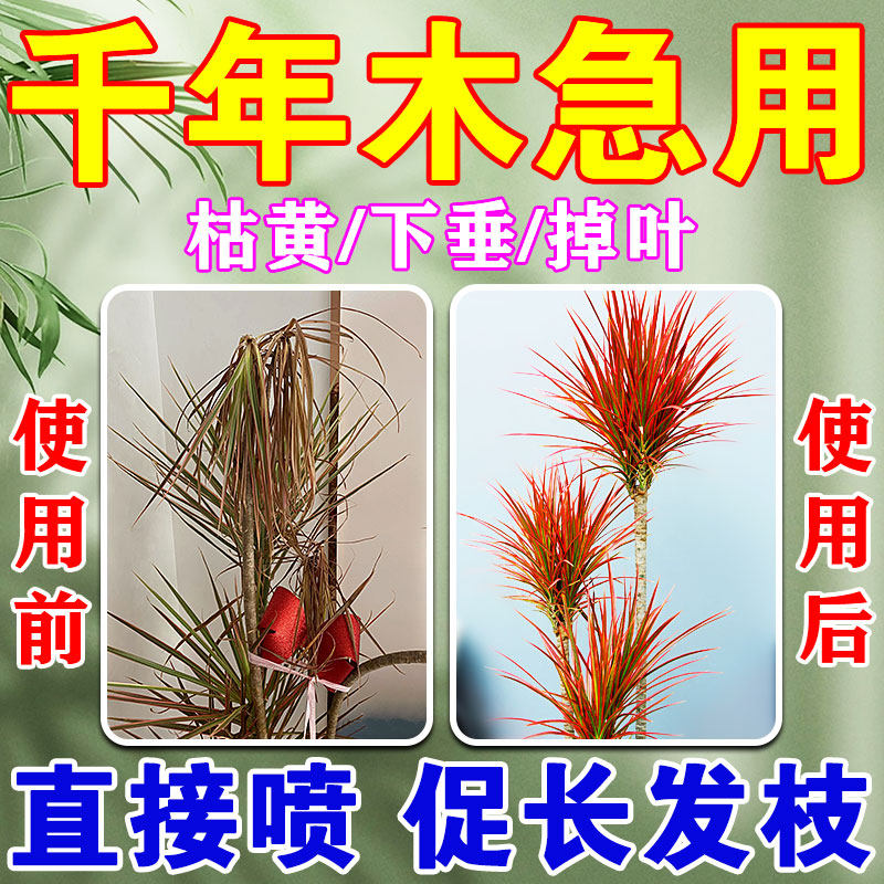 千年木肥干尖灵植物黄叶枯叶烂根病叶面喷施营养液观叶植物