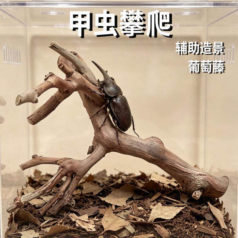 甲虫攀爬葡萄藤枝独角仙生态沉木爬宠天然攀岩躲避造景用品
