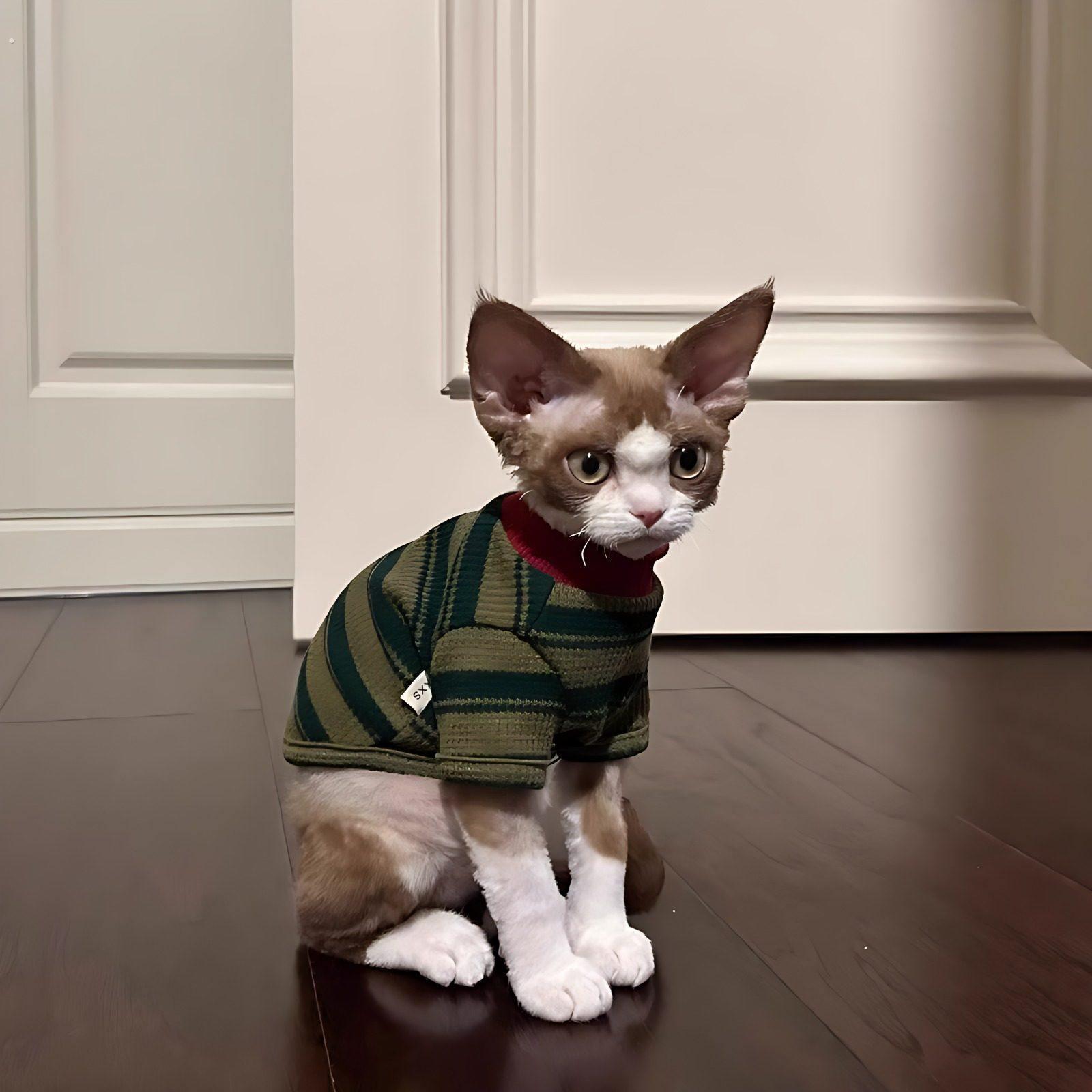 猫咪衣服春夏季2025新款条纹两脚衣可爱无毛猫蓝猫布偶猫幼猫背心