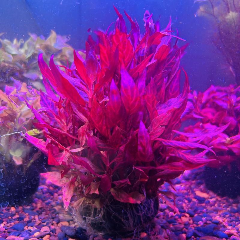 血心兰自养水下叶水草淡水鱼缸中后景鲜艳红色绑沉木造景不需用碳