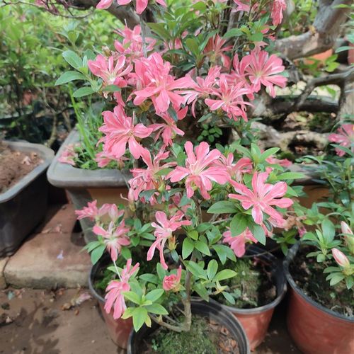 一物一拍进口品种杜鹃花苗庭院阳台盆栽好养易活耐寒花卉