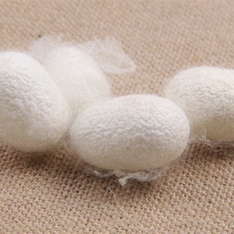 原料蚕茧装饰品工艺品展示品家茧茧子已烘干