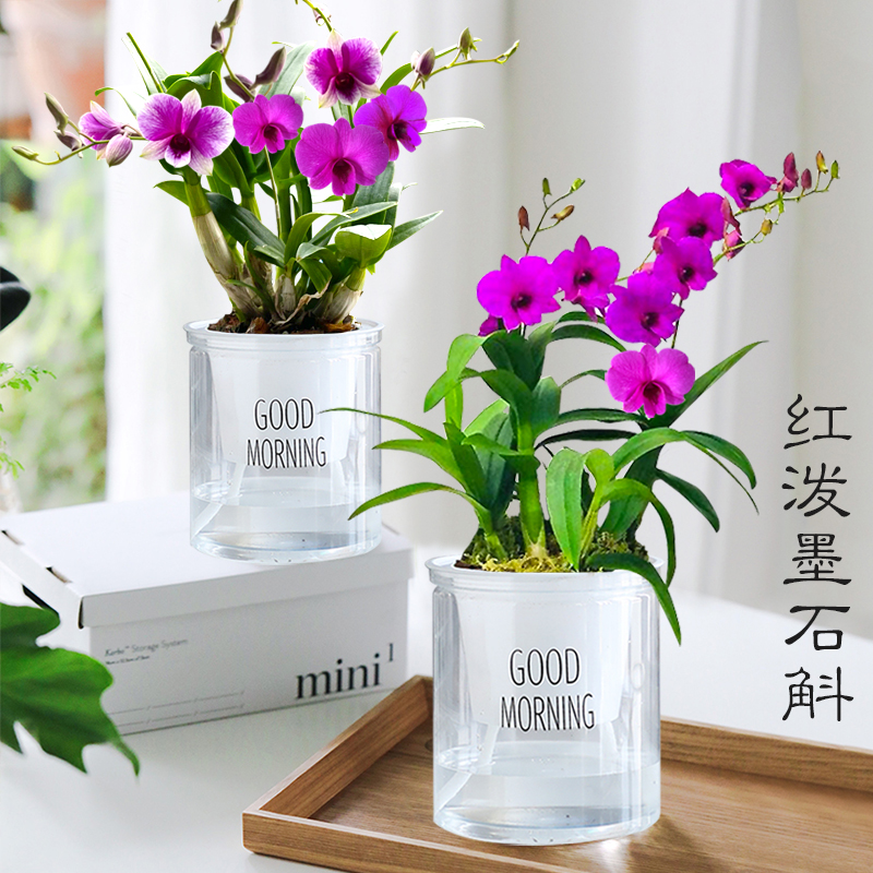 兰花苗 泼墨石斛兰盆栽带花出售 小美庭院文心兰桌面好养水培花卉