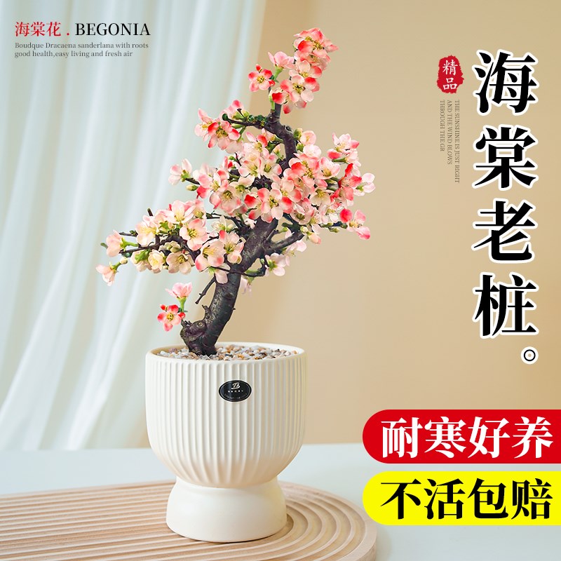 海棠花盆栽四季开花重瓣大老桩造型盆景绿植花卉阳台庭园室内耐寒
