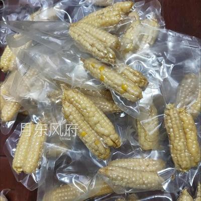 拇指玉米云南西双版纳香糯小玉米减脂婴儿早餐代餐玉米棒