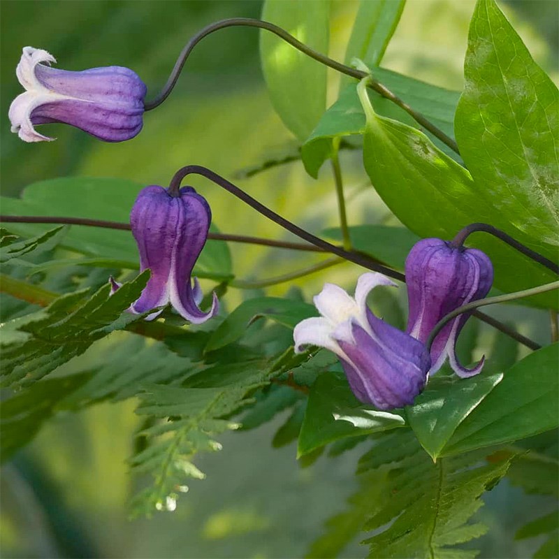 伟伟园艺 铁线莲 苏菲 新手紫铃铛矮生直立耐热勤花开一整夏庭院