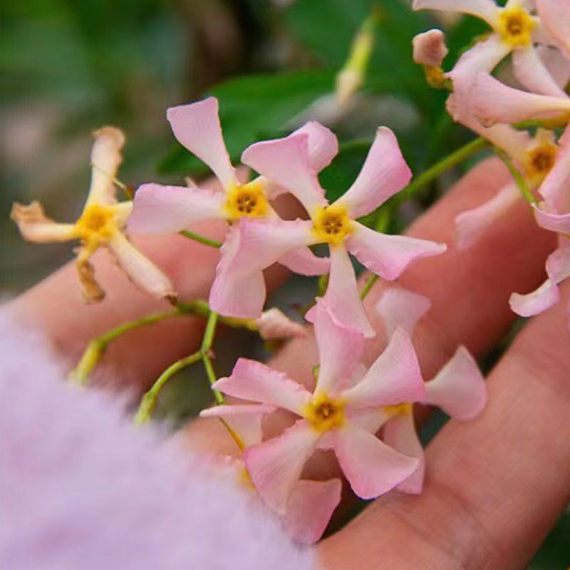 粉色风车茉莉爬藤植物庭院大苗络石藤室内外阳台四季开花盆栽花
