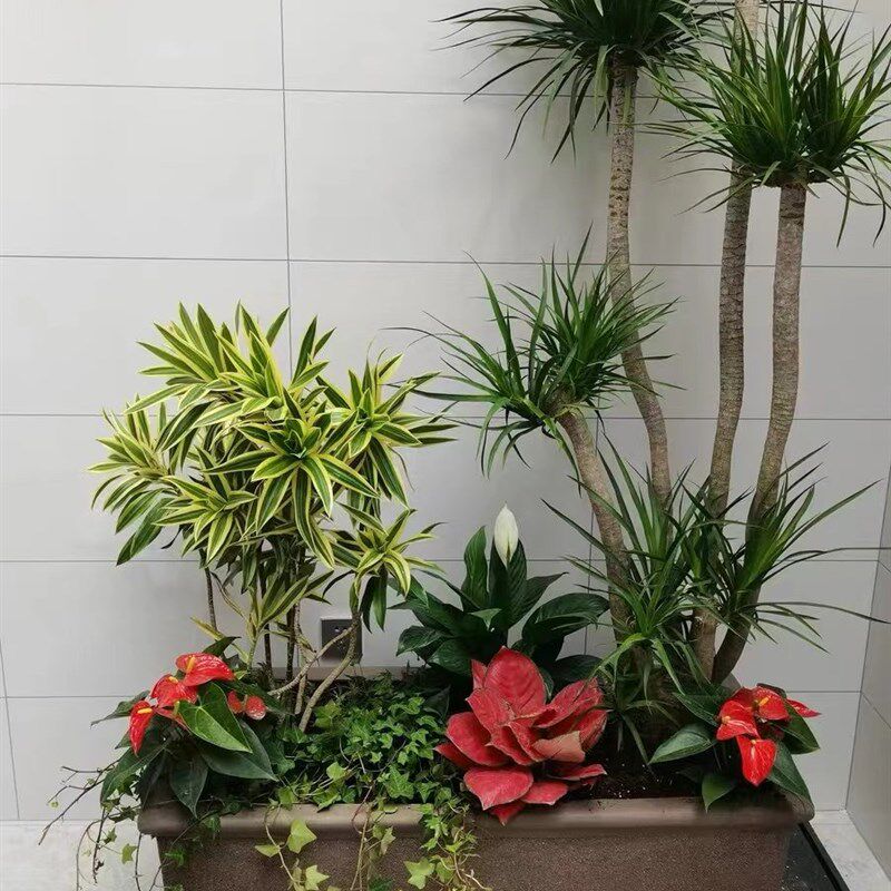 特号长方形紫砂陶瓷花盆马槽盆陶罐栽树种植阳台庭院花盆