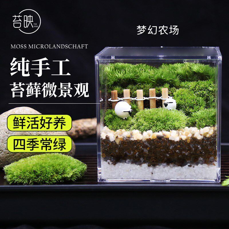 苔藓微景观梦幻农场室微观盆栽绿植减压植物y