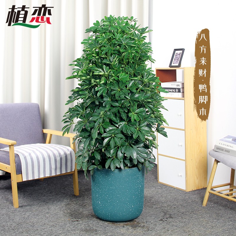 八方来财 鹅掌柴发财树植物开业盆栽盆景 鸭脚木招财树苏州上海