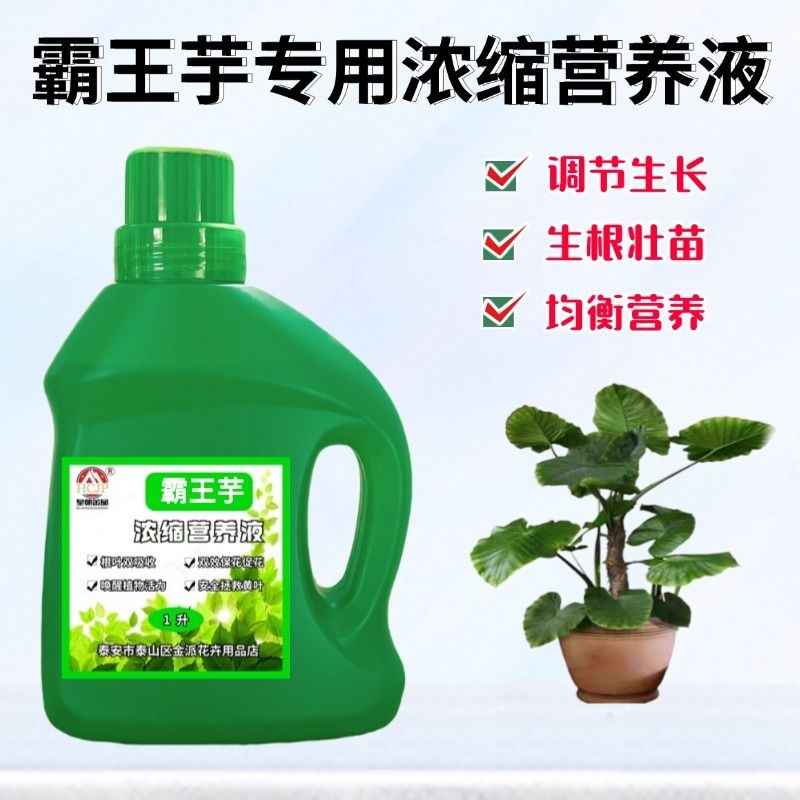 紫色叶霸王芋象耳芋浓缩营养液老桩盆栽绿植物通用花卉肥