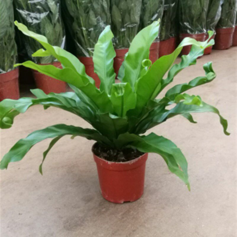 迷你鸟巢蕨盆栽盆栽室摆放绿色小植物昆明斗南土豆花坊