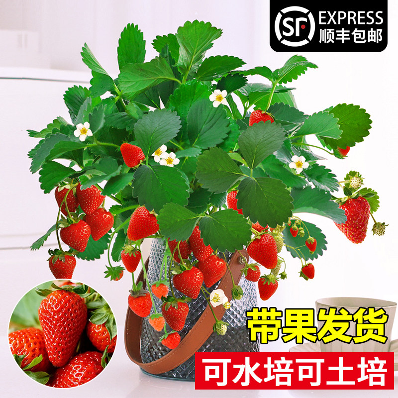 培植物果草莓苗四季结果盆栽可食用室内好养室工位绿植