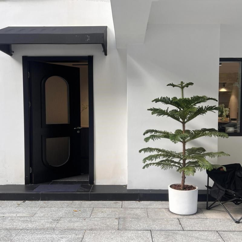 南洋杉盆栽圣诞树盆景真树室内绿植澳洲杉树苗型植物南洋松