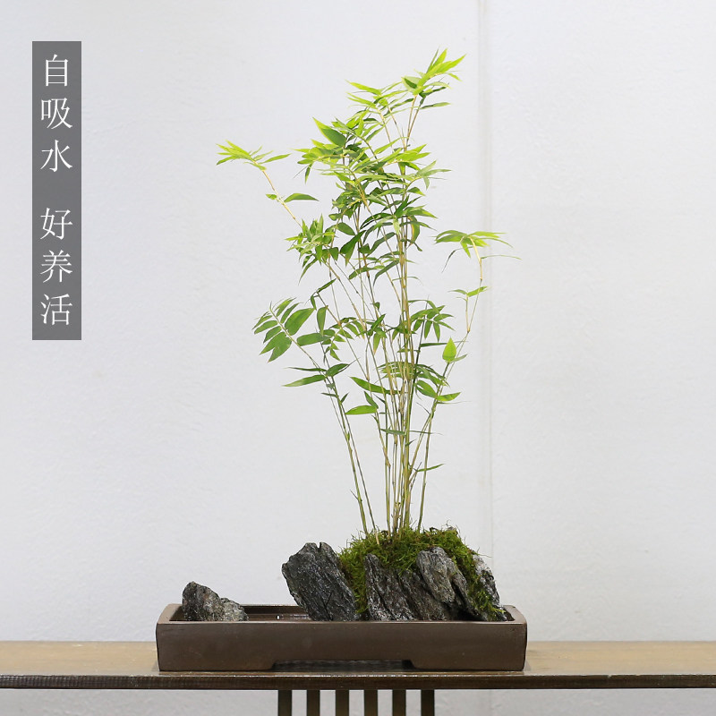 米竹盆栽室内客厅办公室桌面绿植懒人植物好养吸水石微景观水培