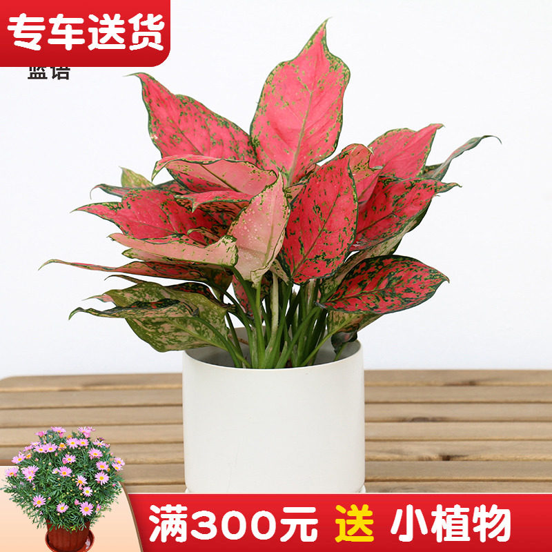 如意皇后花盆栽 彩色粗肋草万年青类绿植花卉 非常好养的室内植物