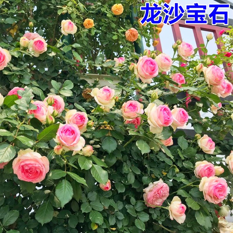 粉色龙沙宝石藤本月季花苗庭院阳台爬藤植物攀援植物玫瑰蔷薇花苗