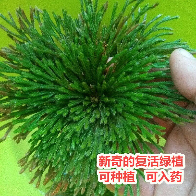 九死还魂草盆栽新奇水培植物卷柏假山水陆雨林缸造景净化空气绿植