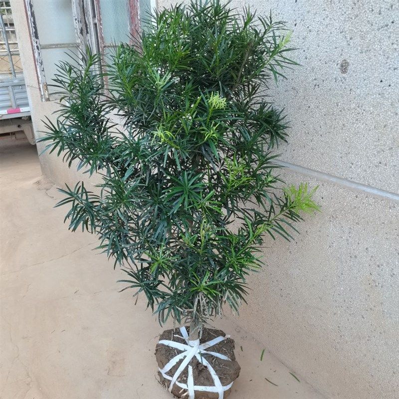 罗汉松树苗盆栽万年青珍珠盆栽金钻雀舌米叶盆景罗汉松庭院室内养