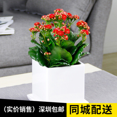 深圳长寿花盆栽办公室桌面小绿植四季开花植物办公室客厅卧室鲜花