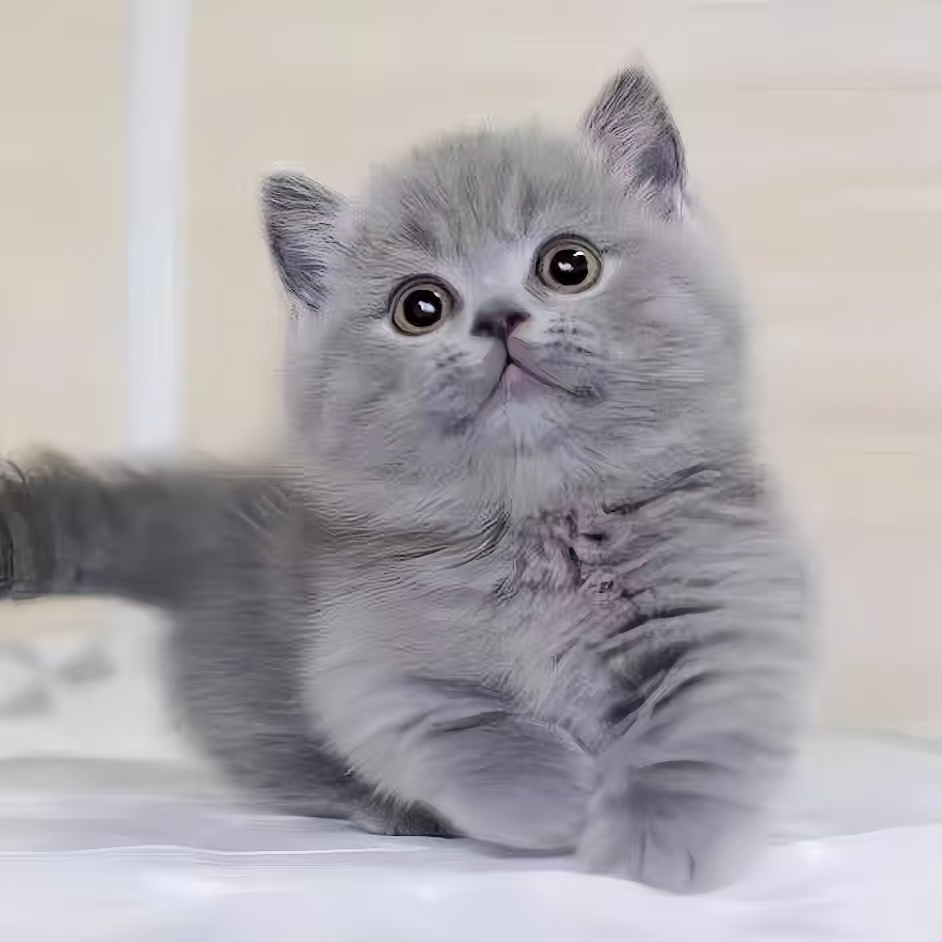 纯种大脸宠物蓝胖子猫包子脸活体