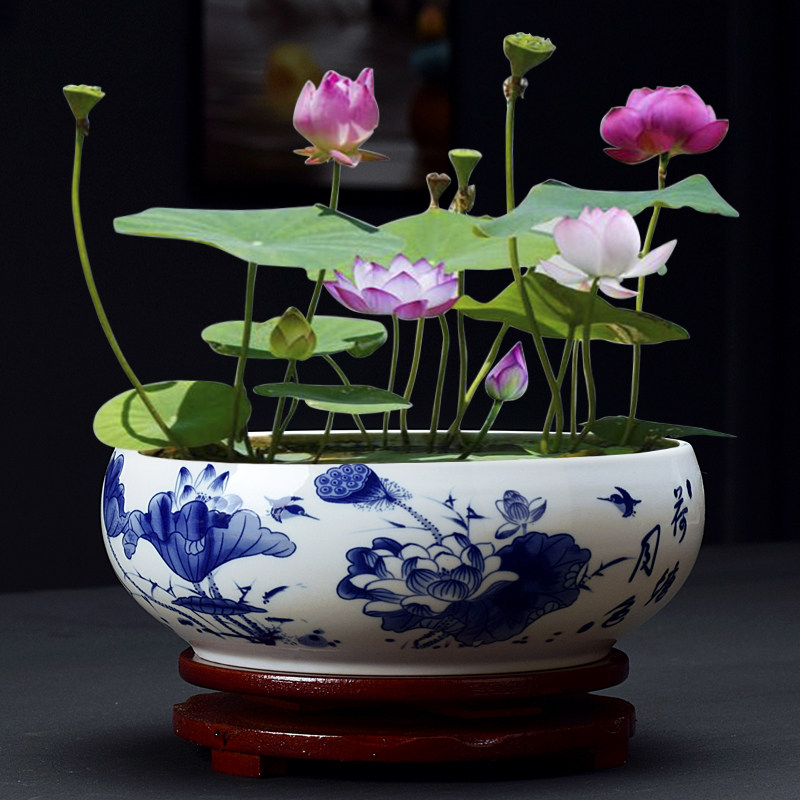 简约中国培仙花盆钱草碗莲花盆养盆栽器皿口径