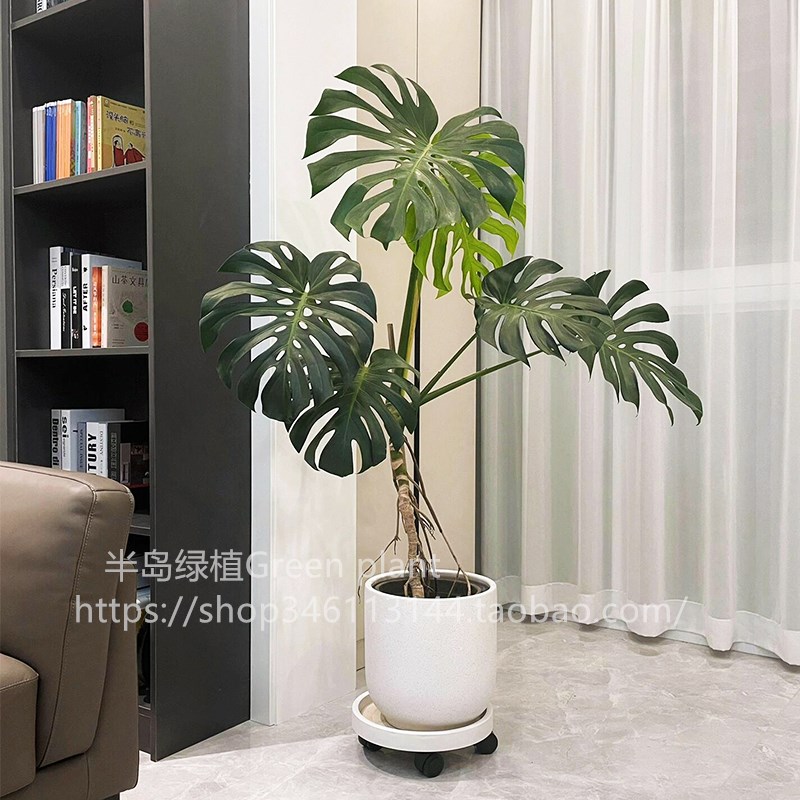 龟背竹盆栽桩叶植物室内室落地真绿植好养