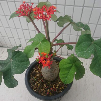 佛肚海棠块根植株珊瑚油桐多肉瓶子树四季开花阳台庭院盆栽花卉