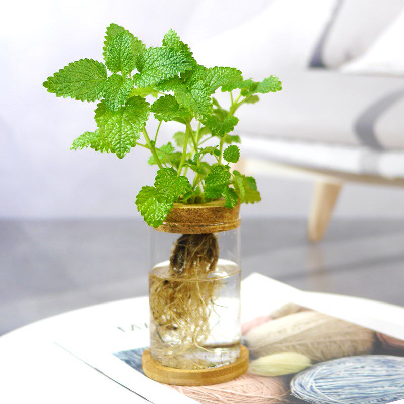 水培柠檬薄荷自吸水可食用香料迷迭香罗勒紫苏盆栽阳台植物