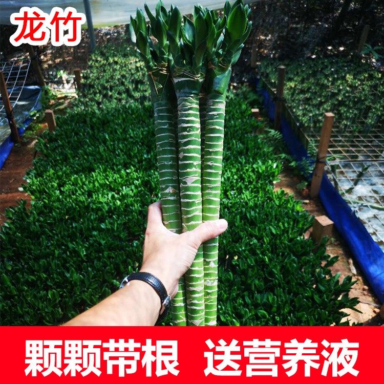 富贵竹室内水培龙竹多头水培植物带根好养文昌竹净化空气客厅美观