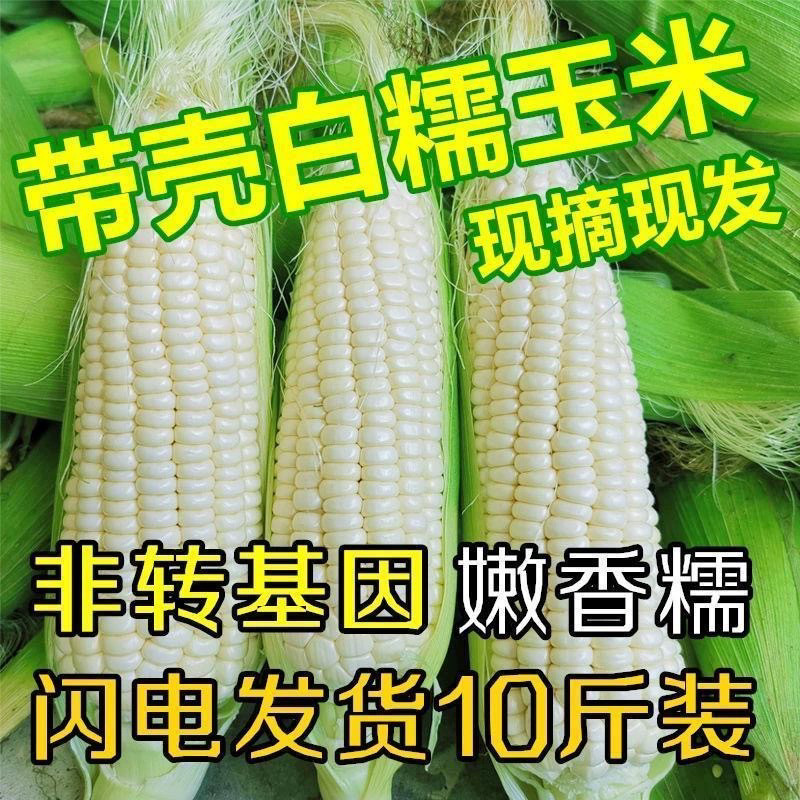 新鲜现摘白糯玉米孕妇当季甜玉米新鲜玉米