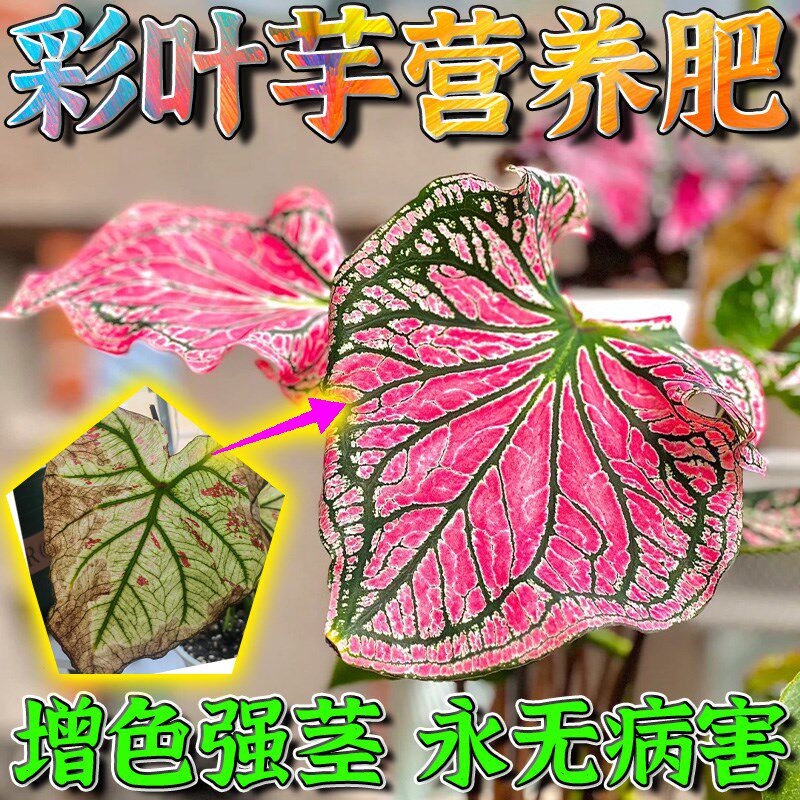 彩叶芋肥料观叶芋类植物专用肥彩芋种球盆栽营养液黄叶黑斑白粉病