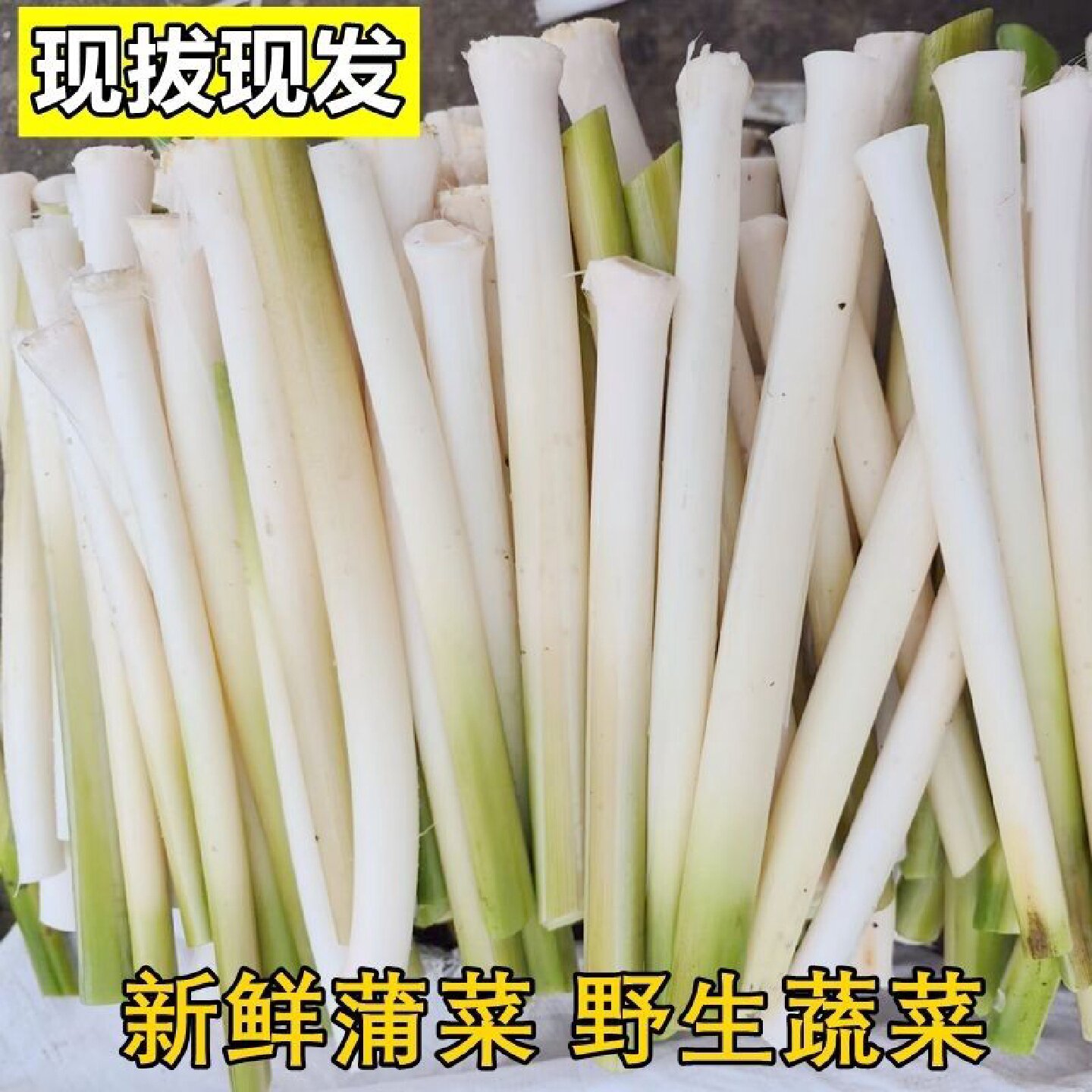 新鲜蒲菜野菜交白蒲草芯蒲笋蒲儿菜去老皮2斤4斤8斤农产品湖北产