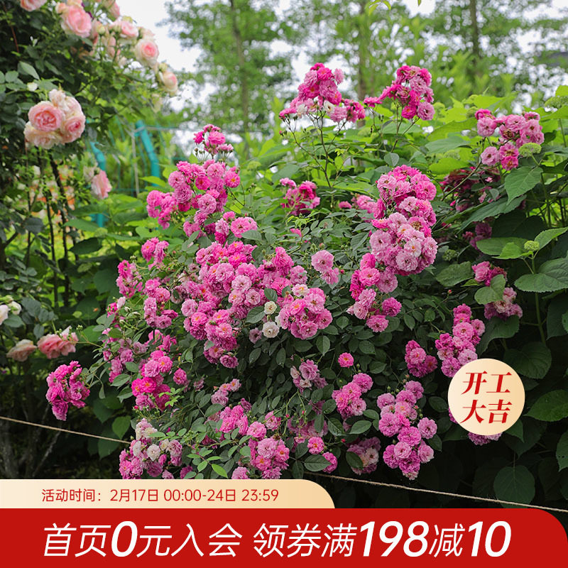 甜蜜马车欧月
