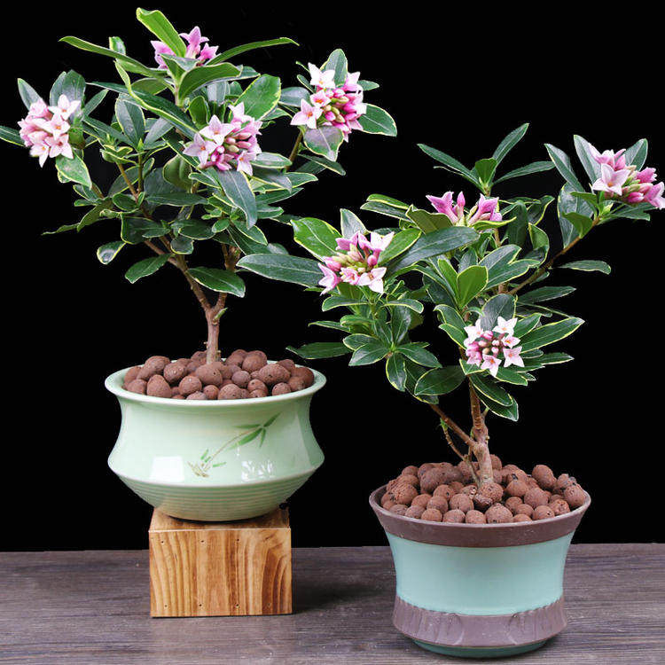 家居饰品金边瑞香耐寒花卉观花植物室内带花浓香型观花盆栽