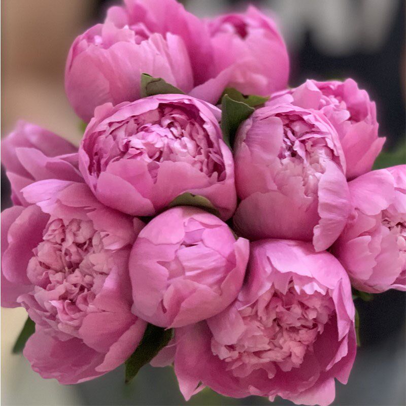 国色天香月神花重瓣精选级蓝芍药鲜花花艺酒店花瓶插花