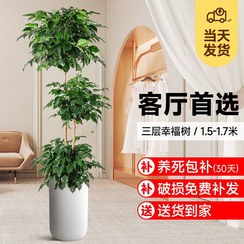 三层幸福树盆栽号落地盆景室内平安树吸甲醛四季常青绿植物