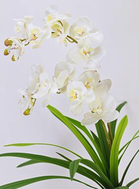 仿真蝴蝶兰高档兰花胡蝶兰客厅花卉ins假花家居装饰摆放餐桌玄关