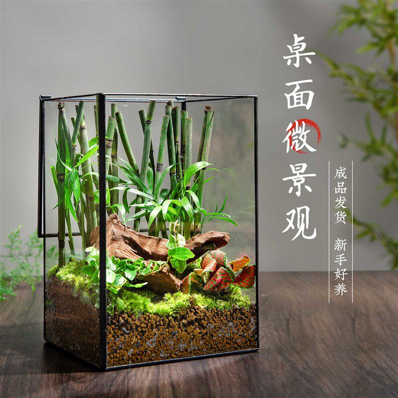 迷你雨林生态缸创意苔藓室内生态瓶桌面绿植微景观造景耐养盆栽图片
