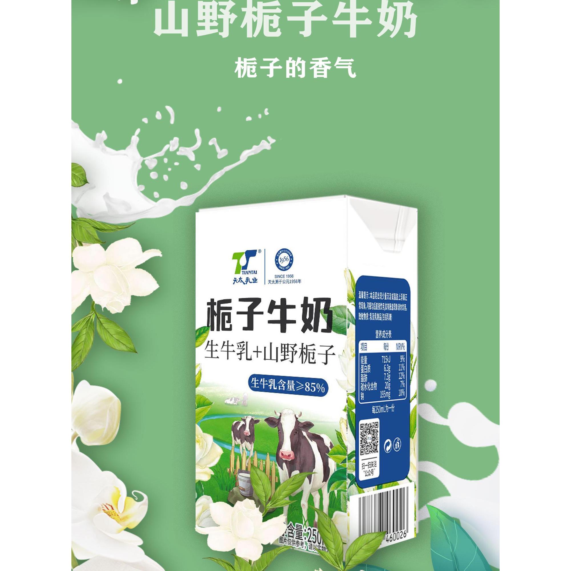 【新品特惠】天台茉莉花雪蕾牛奶250ml*6早餐牛奶成人网红甜牛奶